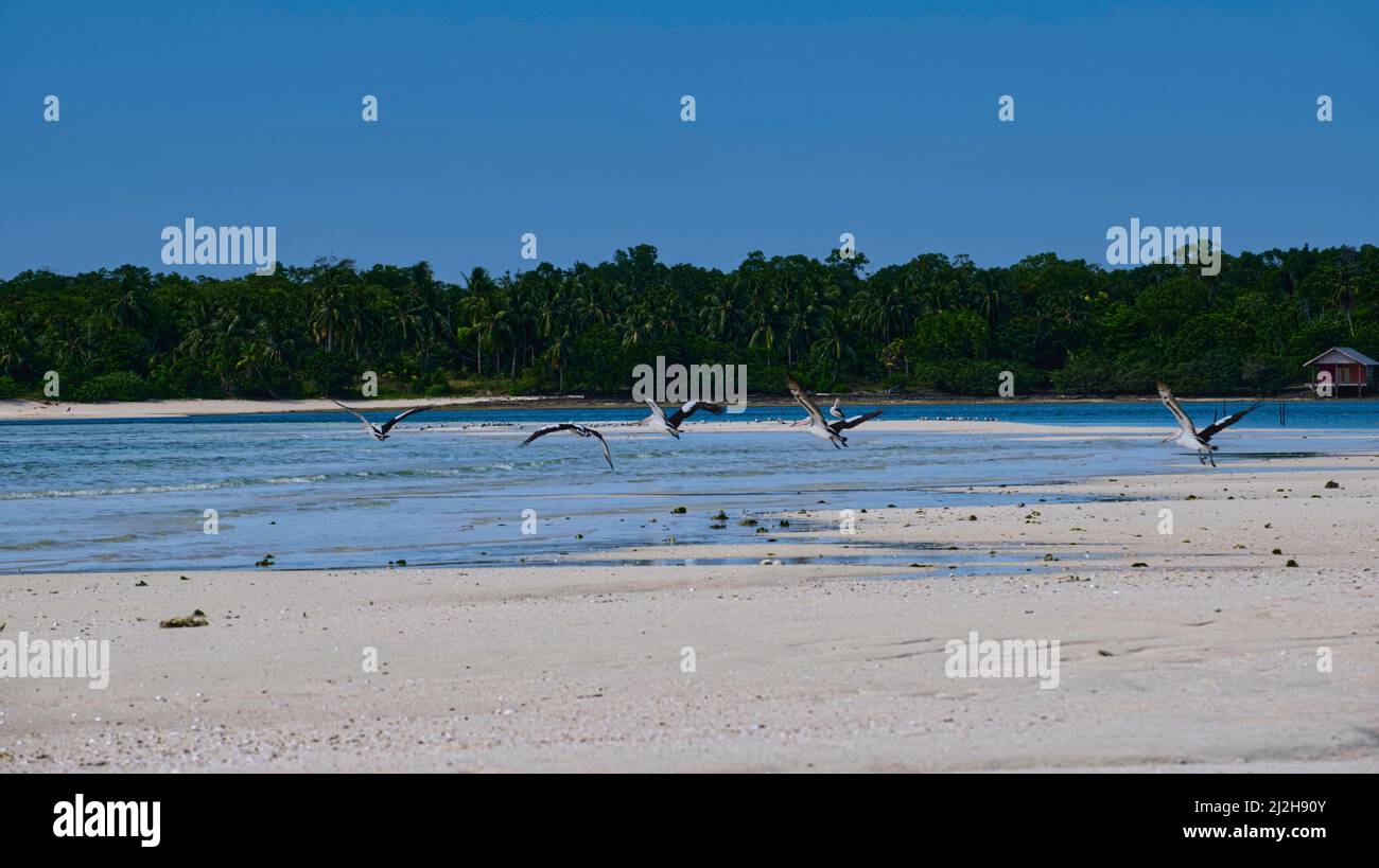 We are lucky, spotted rare Australian Pelican birds at Ngurtafur Beach during migration from their homes in Australia and Papua New Guinea.  Taken @Ng Stock Photo