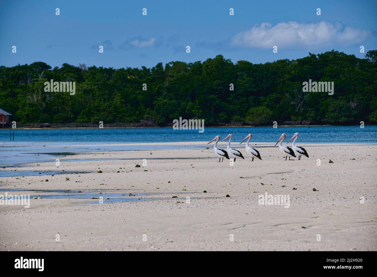 We are lucky, spotted rare Australian Pelican birds at Ngurtafur Beach during migration from their homes in Australia and Papua New Guinea.  Taken @Ng Stock Photo