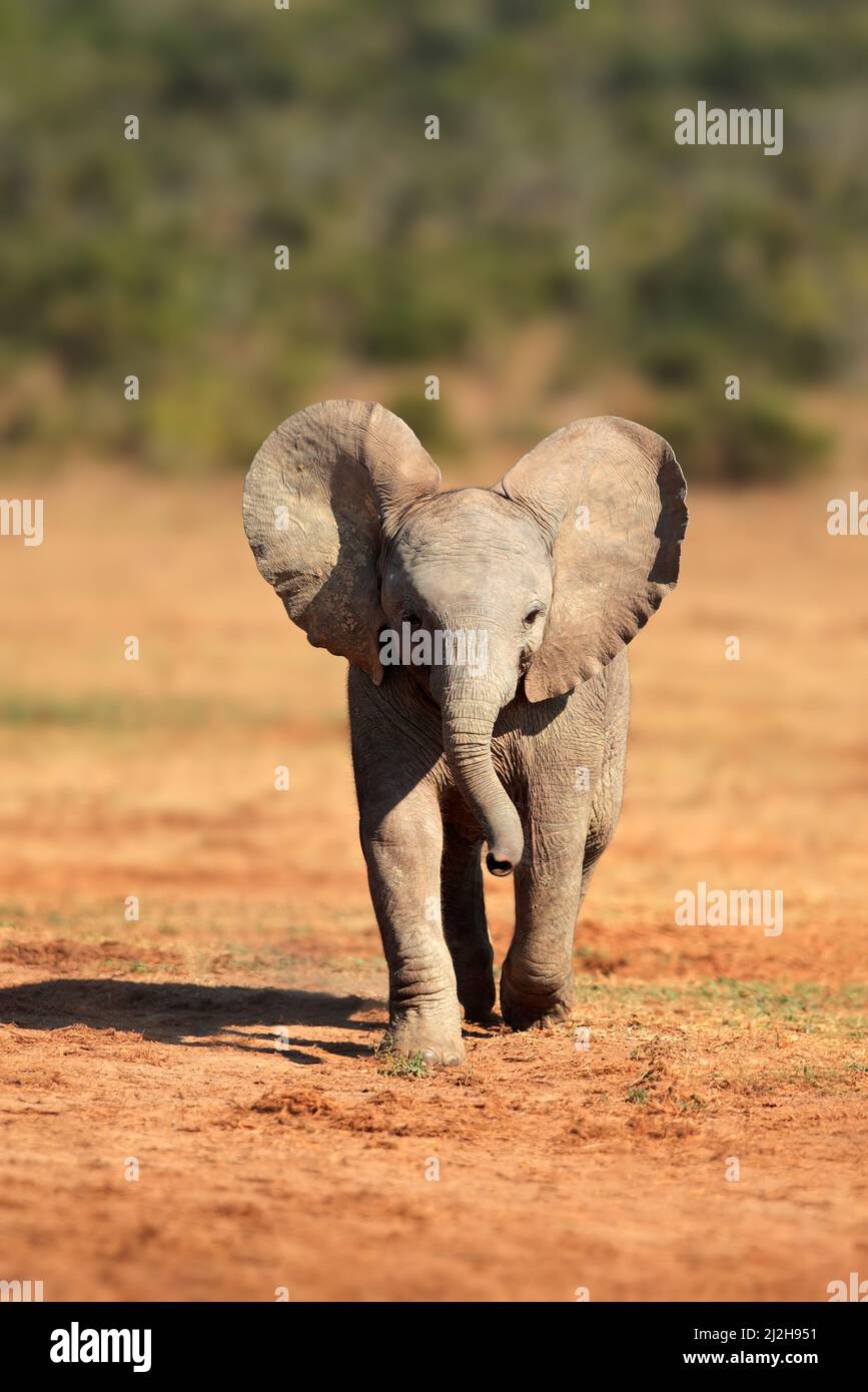A cute baby African elephant (Loxodonta africana), Addo Elephant National Park, South Africa Stock Photo