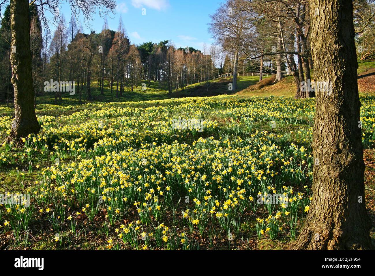 Forest parkland with yellow daffodil flowers blooming in spring, Derbyshire, England Stock Photo
