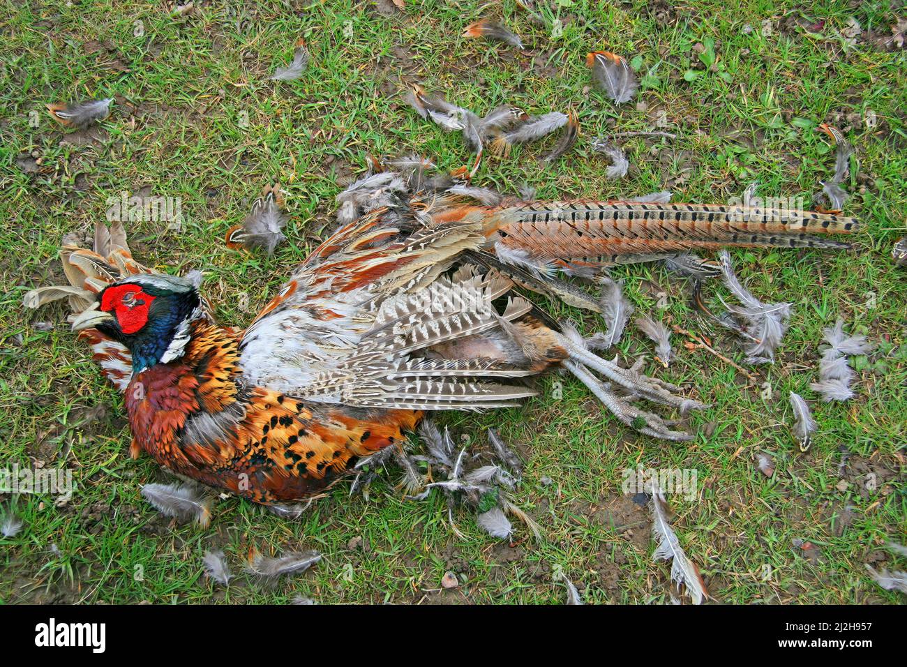 A dead common pheasant (Phasianus colchicus) in rural England Stock Photo