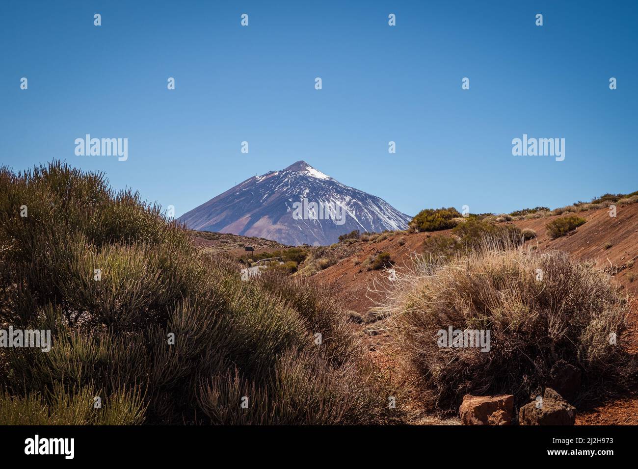 Teide National Park Tenerife with view to the snow covered Teide volcano behind bushes. Stock Photo