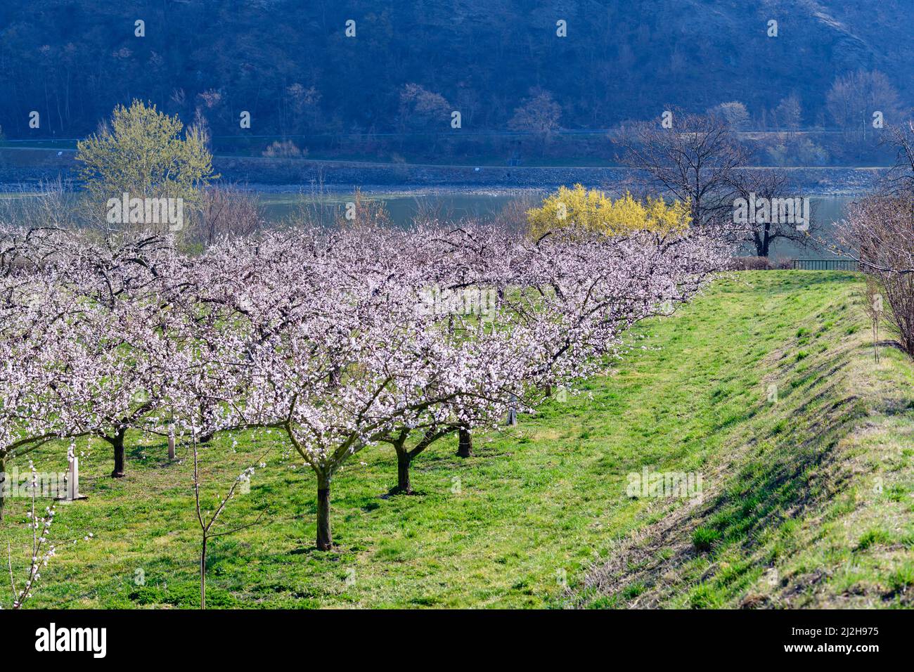 apricot trees in blossom in the austrian danube valley wachau Stock