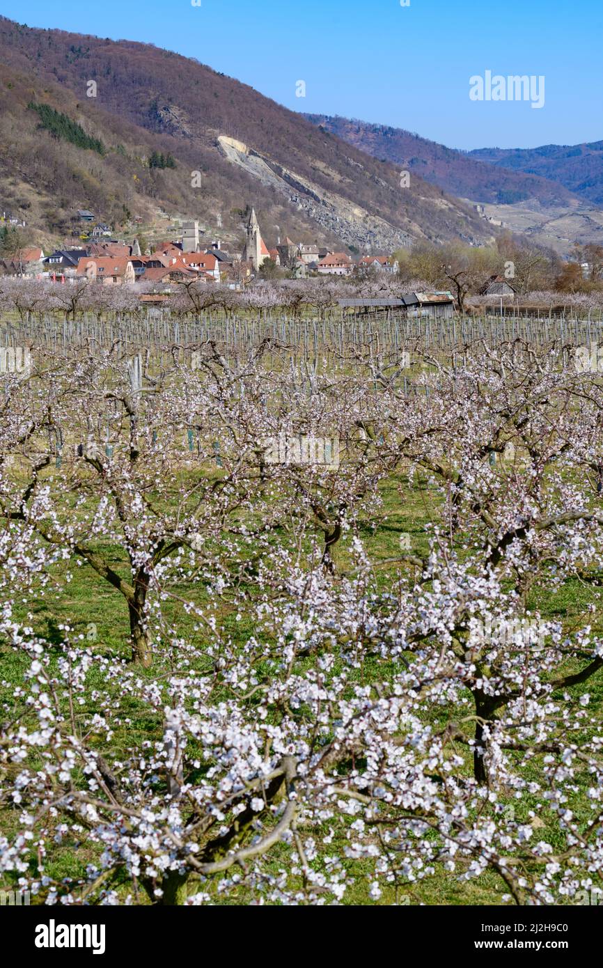 apricot trees in blossom in the austrian danube valley wachau Stock