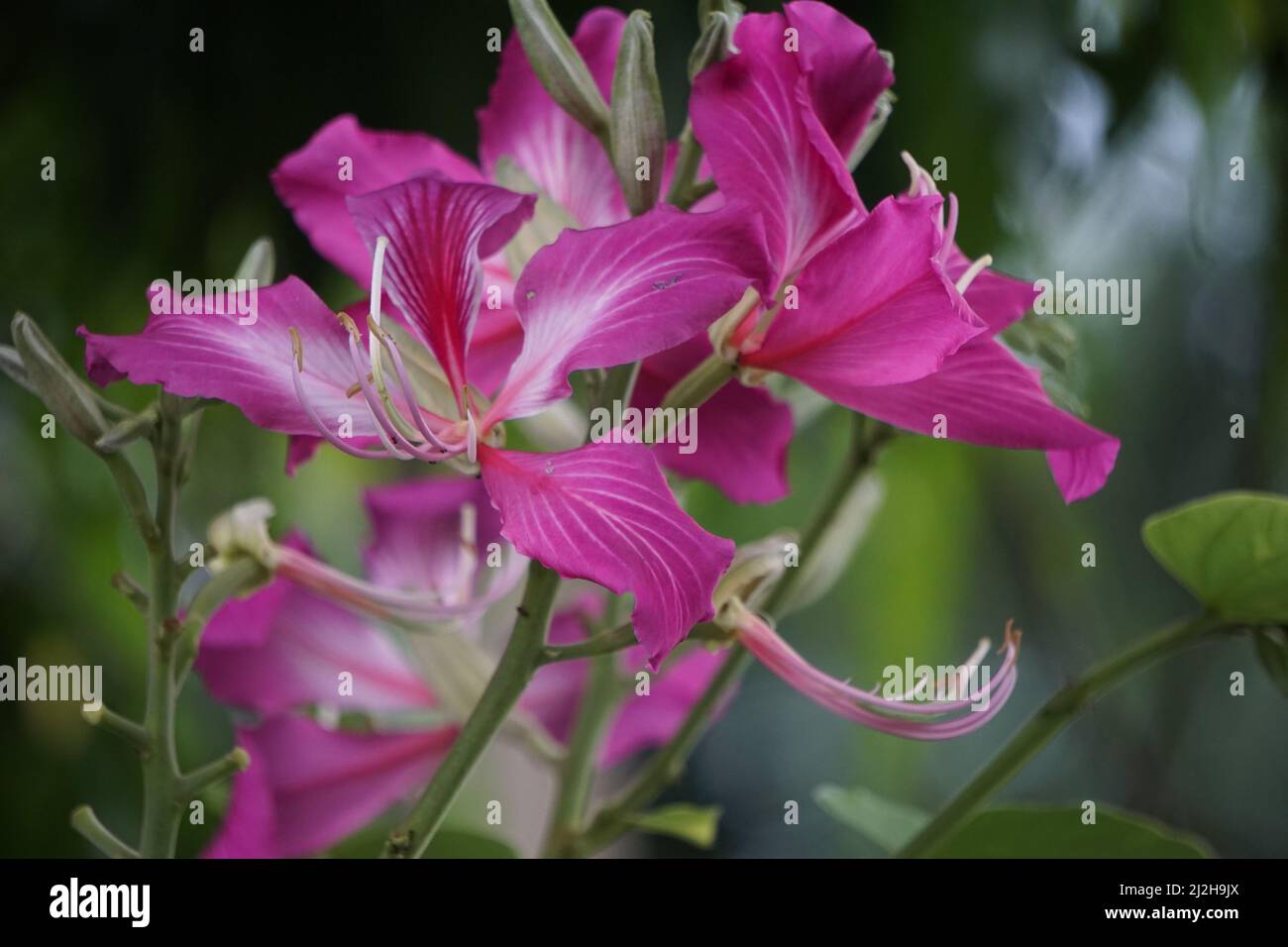 Bauhinia purpurea (Also called purple bauhinia, orchid tree, khairwal, karar) flower. In Indian traditional medicine, the leaves are used to treat cou Stock Photo