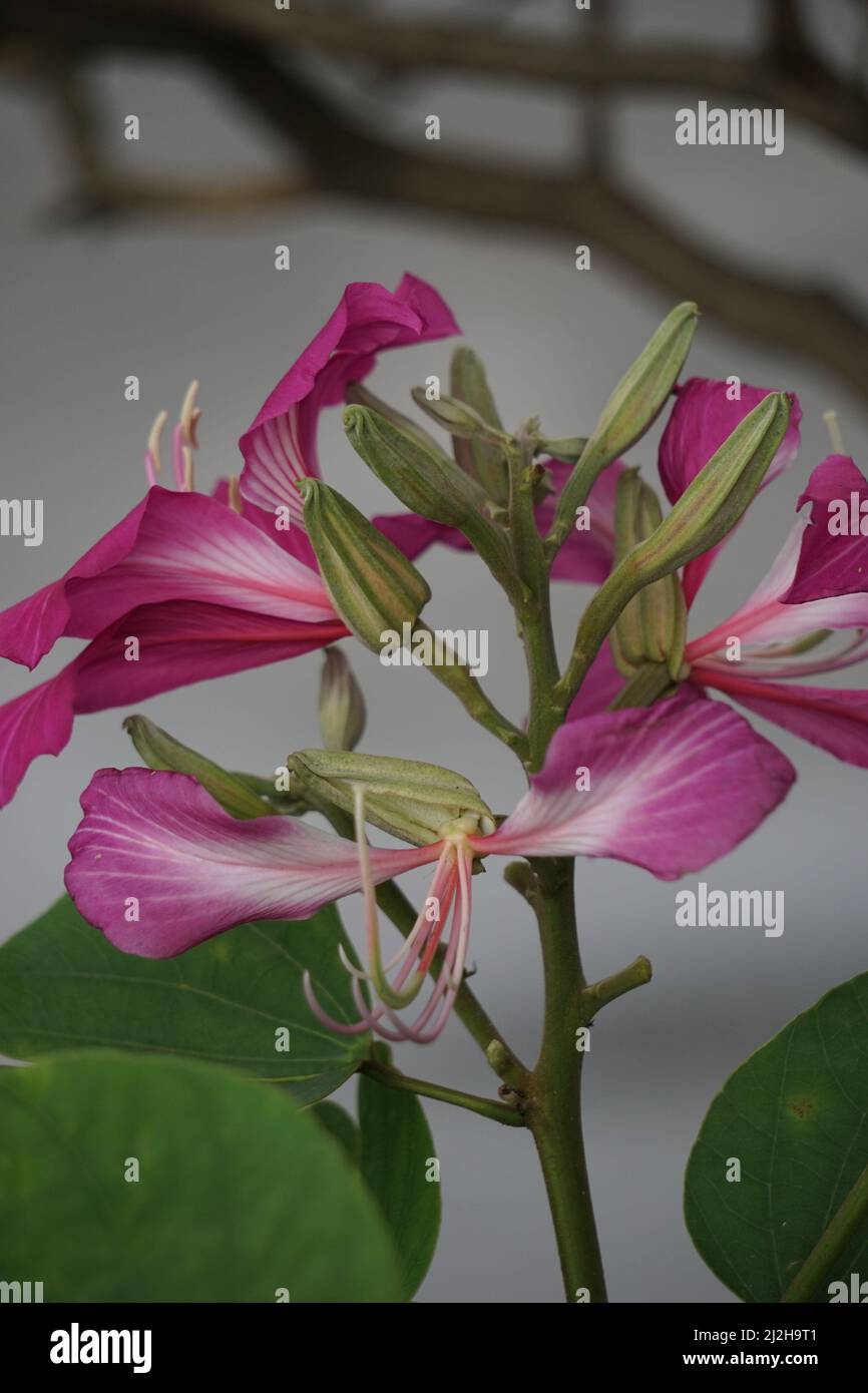 Bauhinia purpurea (Also called purple bauhinia, orchid tree, khairwal, karar) flower. In Indian traditional medicine, the leaves are used to treat cou Stock Photo