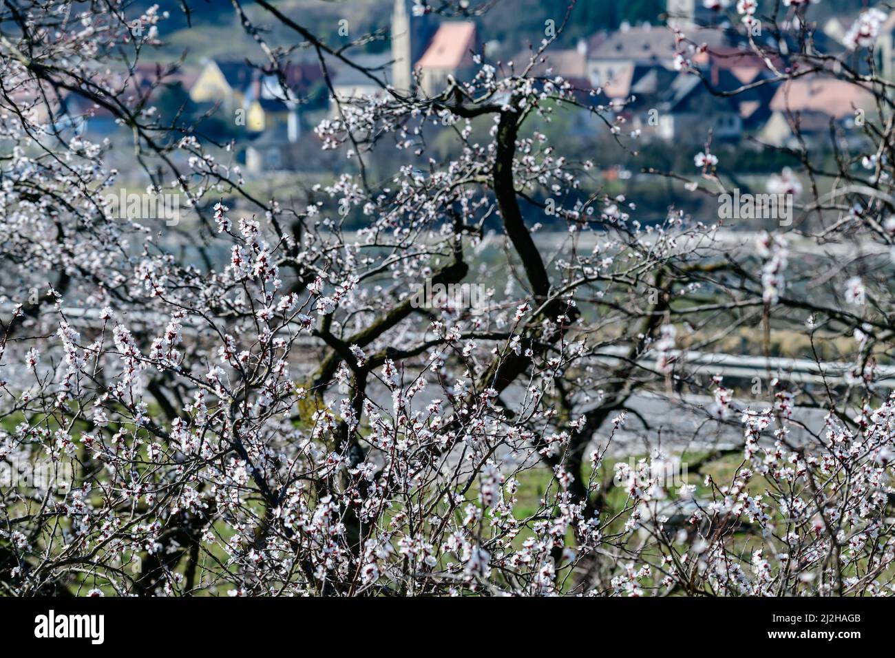 apricot trees in blossom in the austrian danube valley wachau Stock