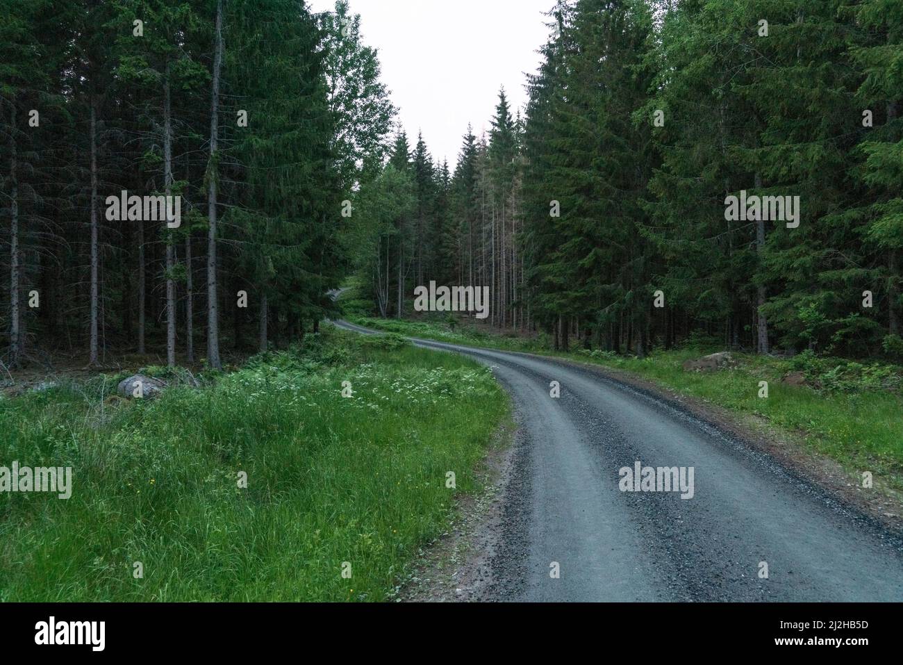 Empty country road leading through forest Stock Photo