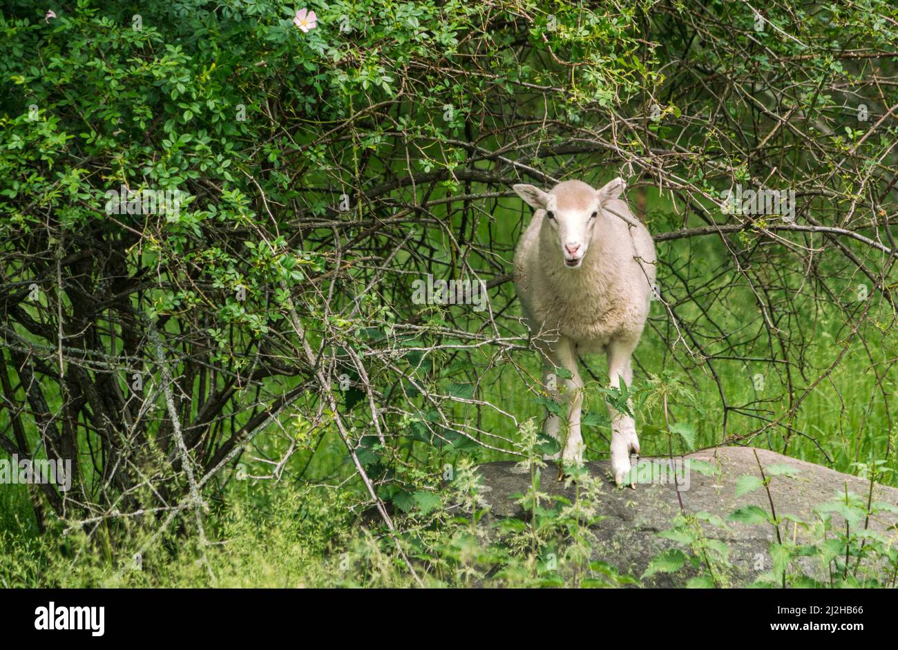 White sheep standing on boulder in field Stock Photo