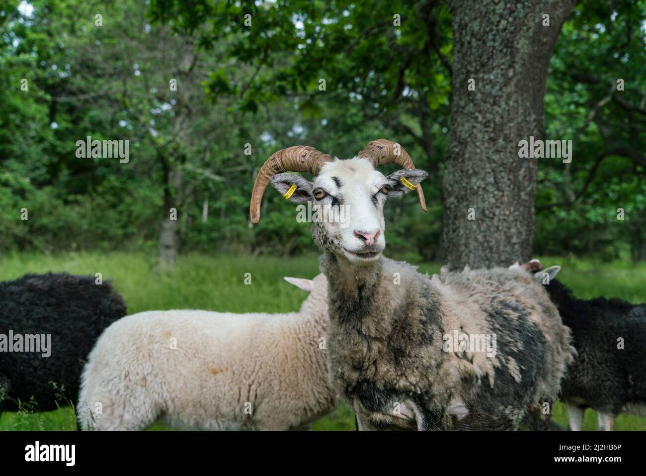 Flock of sheep in field Stock Photo