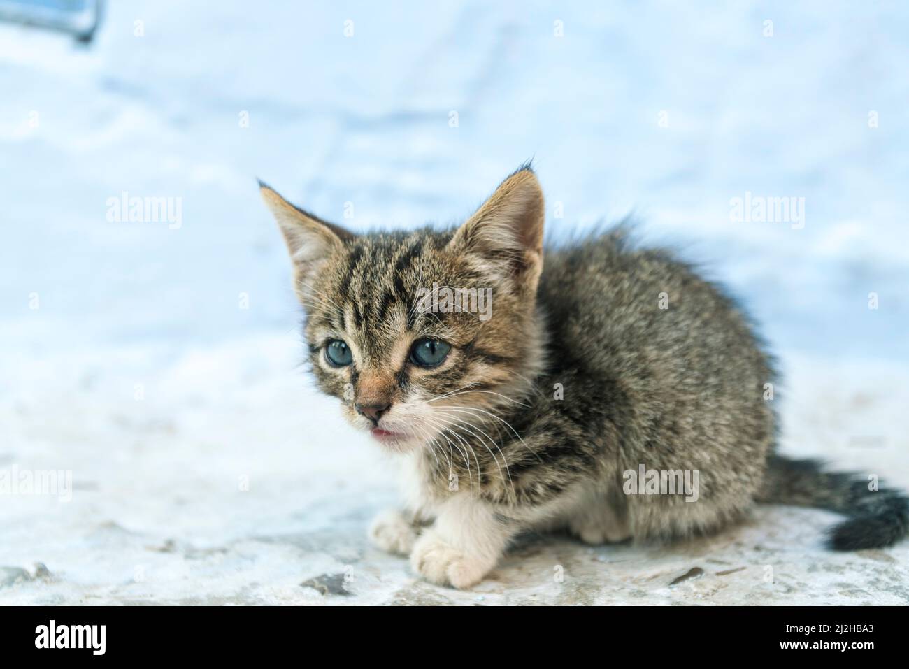 Morocco, Chefchaouen, Kitten on wall Stock Photo
