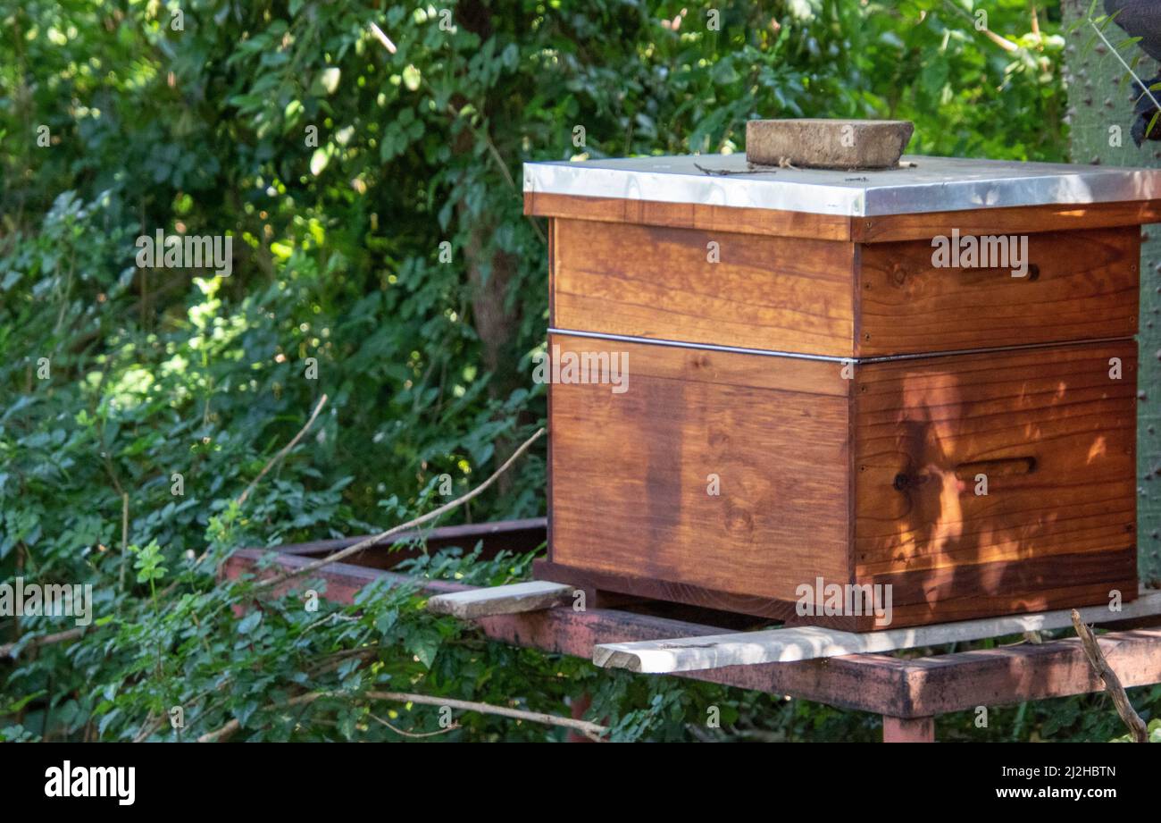 A Langstroth beehive with supers and queen separator isolated in a garden Stock Photo