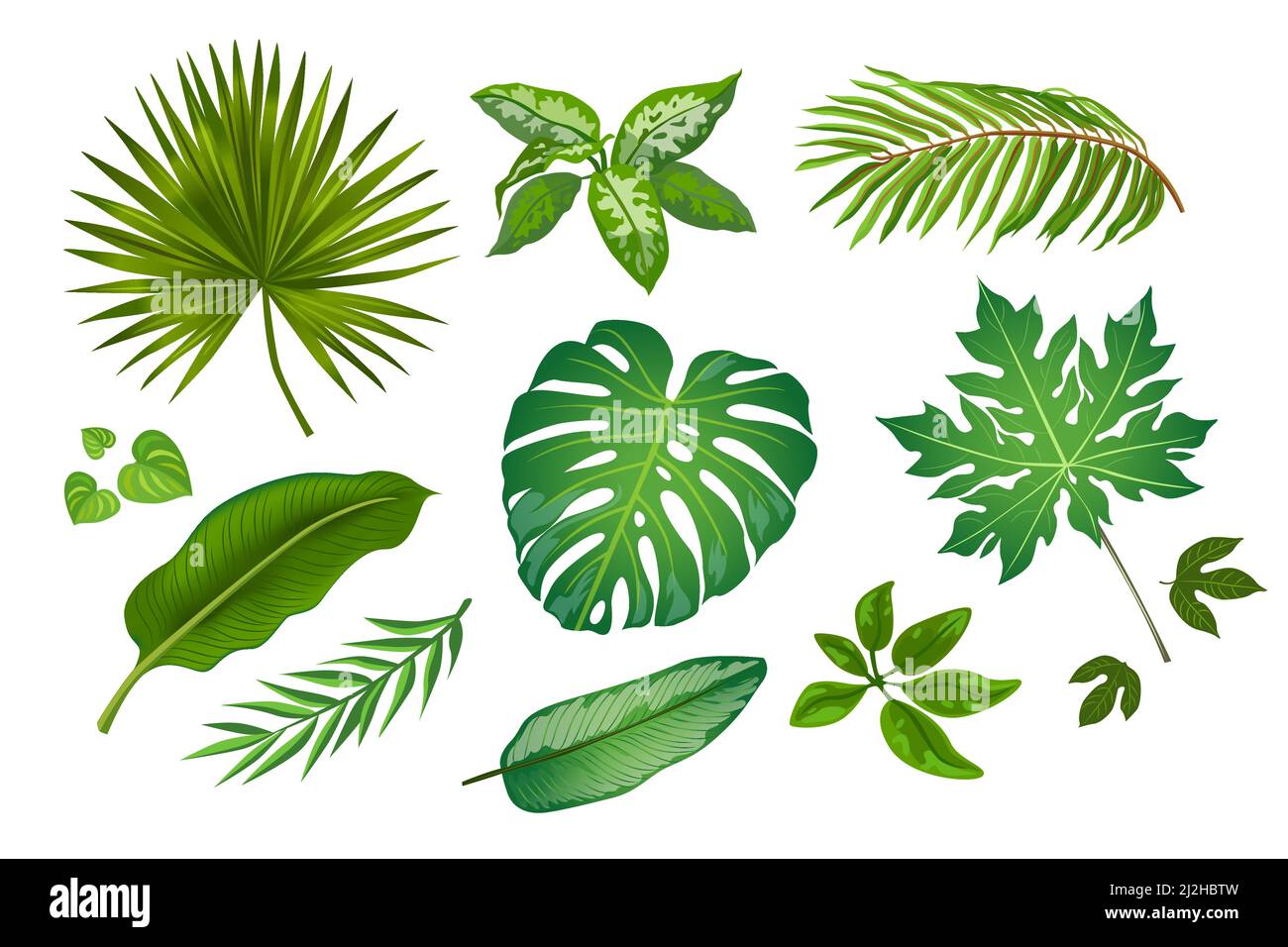 Tropic leaves in cartoon style illustrations set. Bright green exotic plants vector collection isolated on white background. Jungle foliage decoration Stock Vector