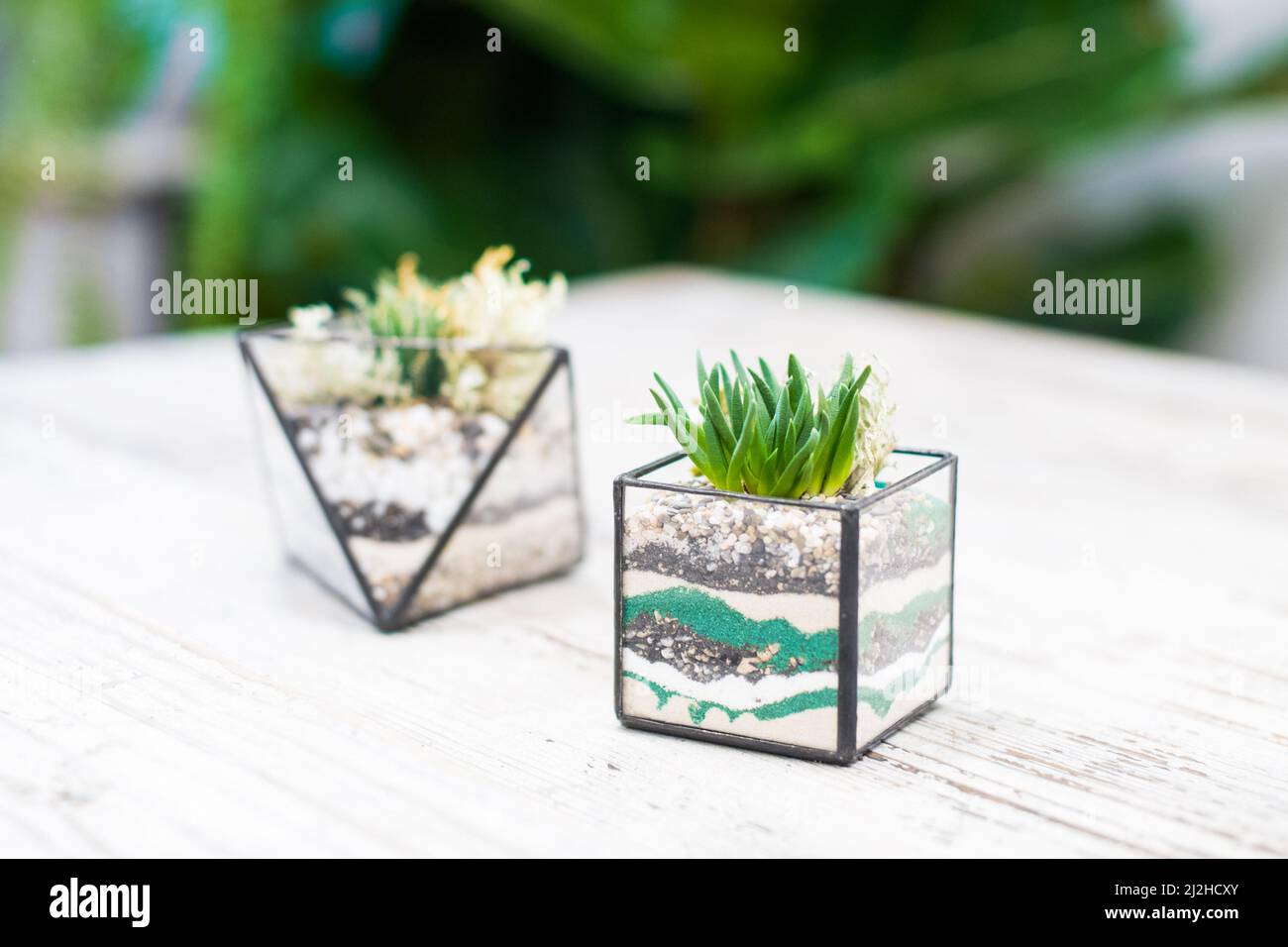Glass florarium for green fresh mini succulent plants on a wooden background with multicolored sand inside. The concept of home gardening. Cozy decor Stock Photo