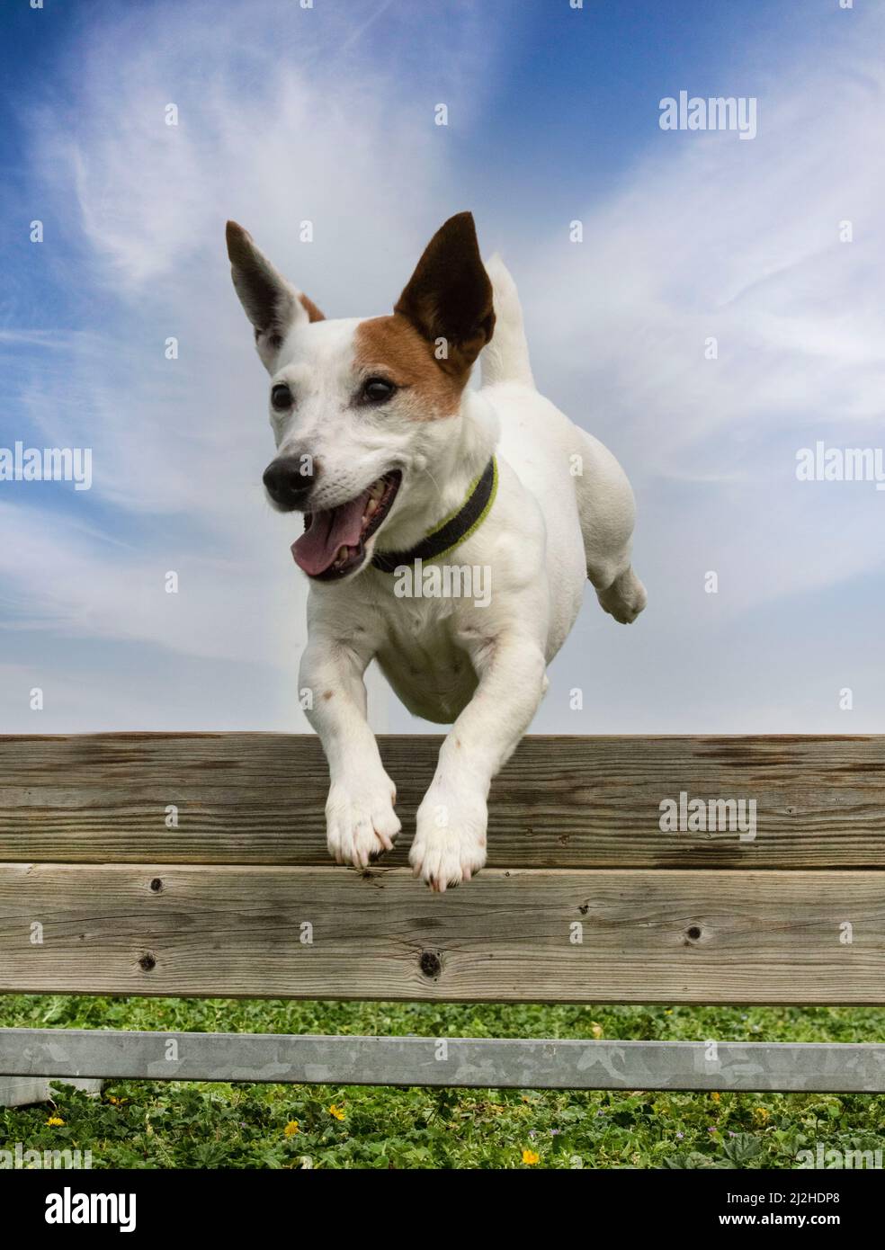 training for a jack russel terrier on a fence for obedience discipline