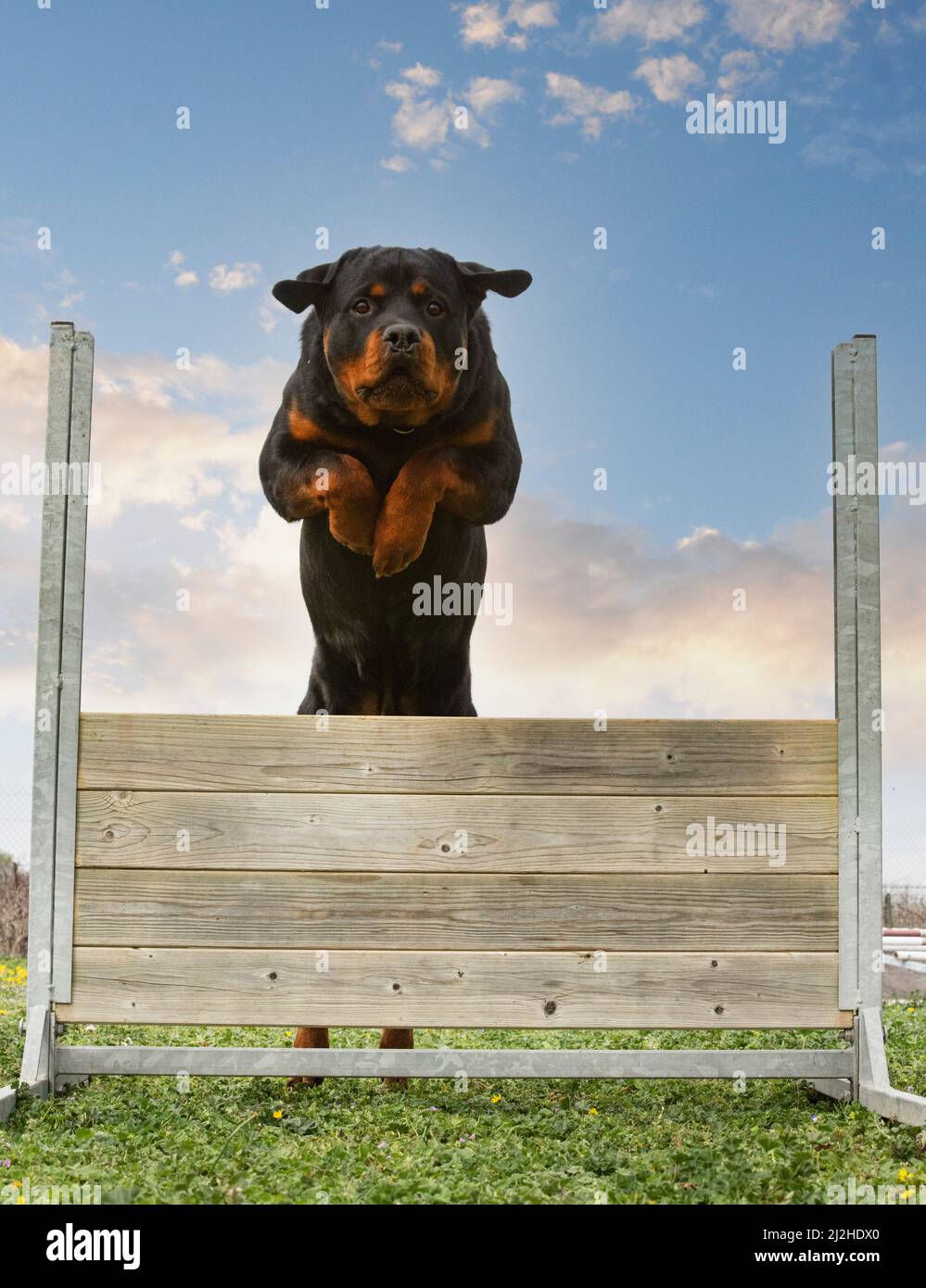 How To Discipline A Rottweiler Puppy