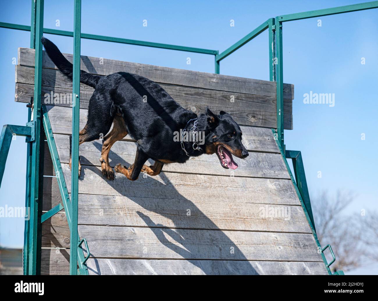 french shepherd training in the k9 for competition Stock Photo