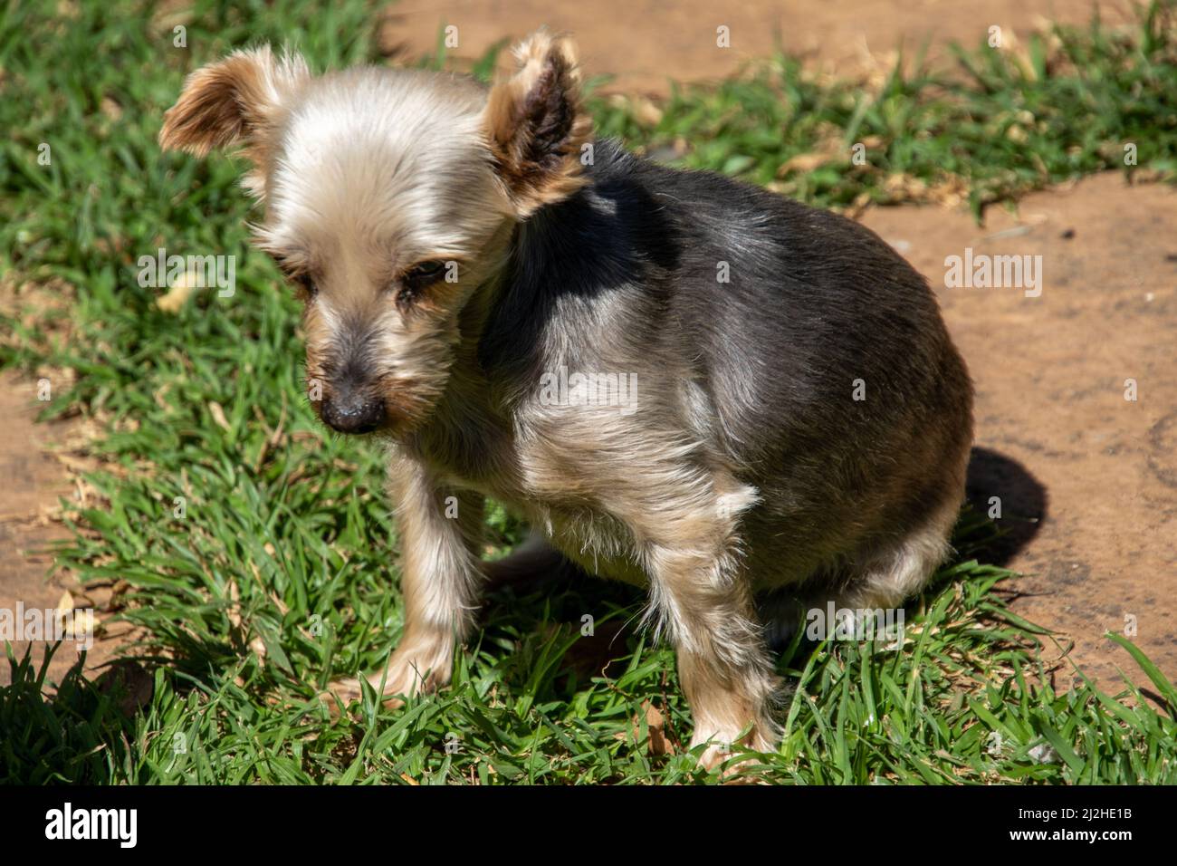 A Yorkshire terrier with a short haircut warms up in the sun Stock Photo
