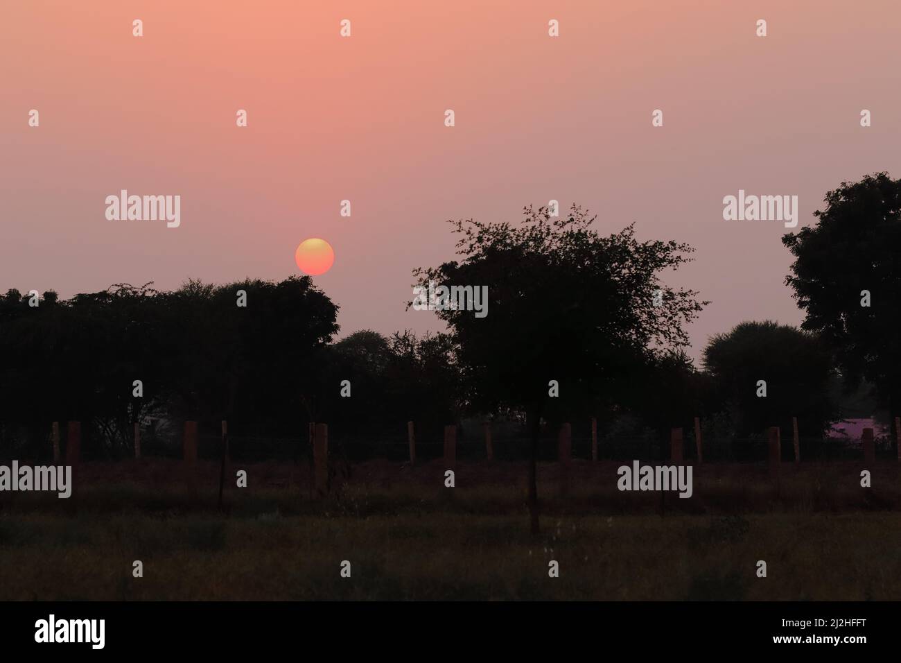 Close-up photo of sunset view from behind silhouette trees in rural ...