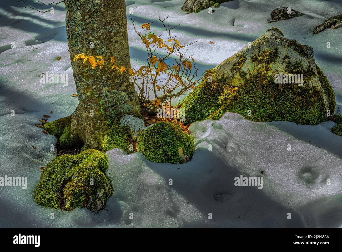 Beech trunk with yellow leaves, ground with snow and rocks covered with moss. Maiella National Park, Abruzzo, Italy, Europe Stock Photo