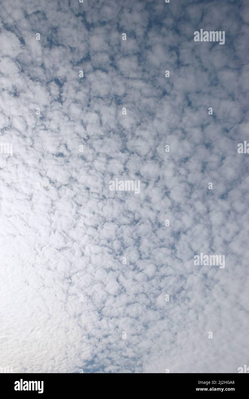 Blue sky with many altocumulus floccus translucidus small clouds. Stock Photo