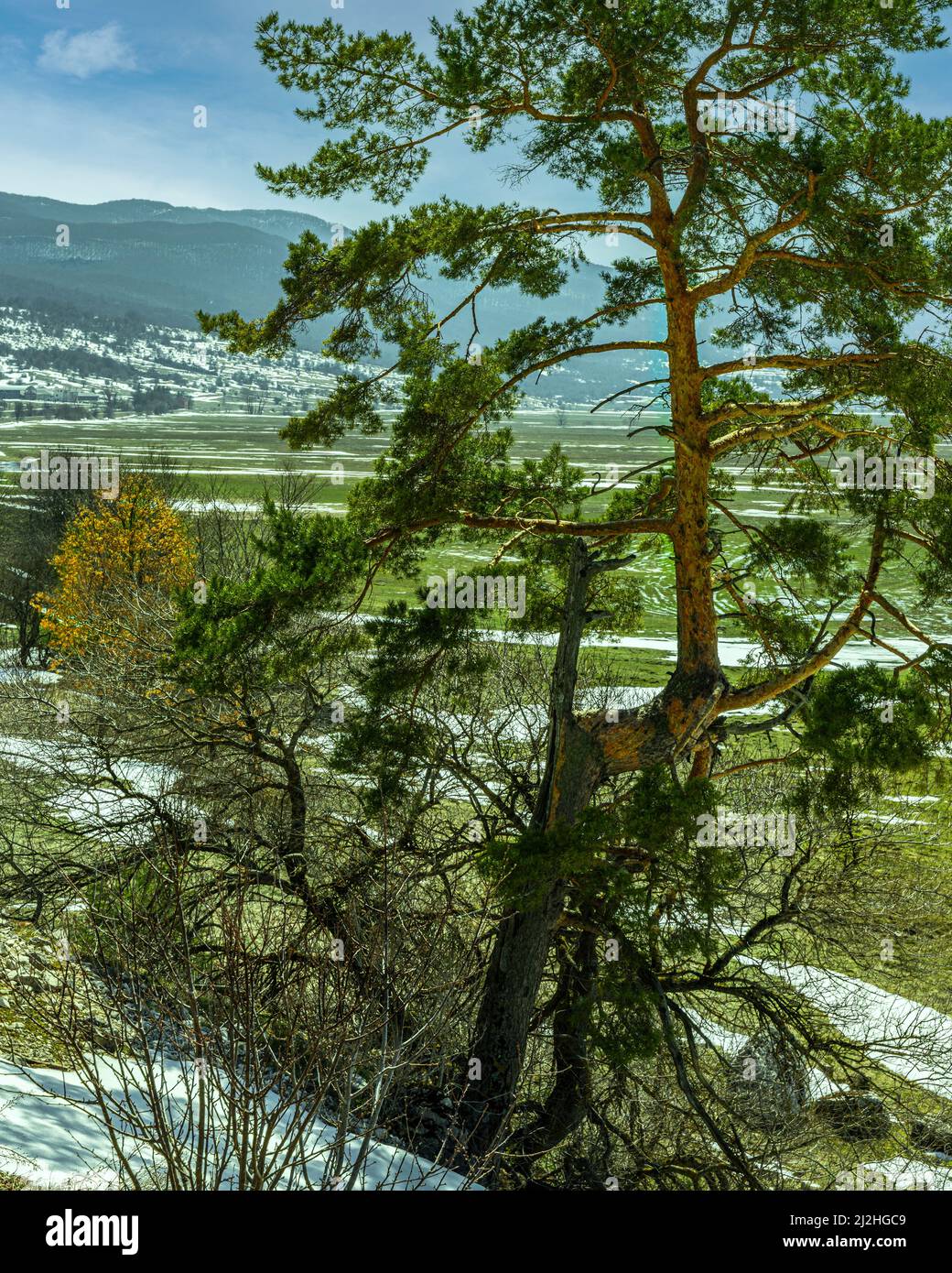 Mountain landscape of a sunny day with a twisted pine tree on a hillside with still snow on the ground. Maiella National Park, Abruzzo, Italy, Europe Stock Photo
