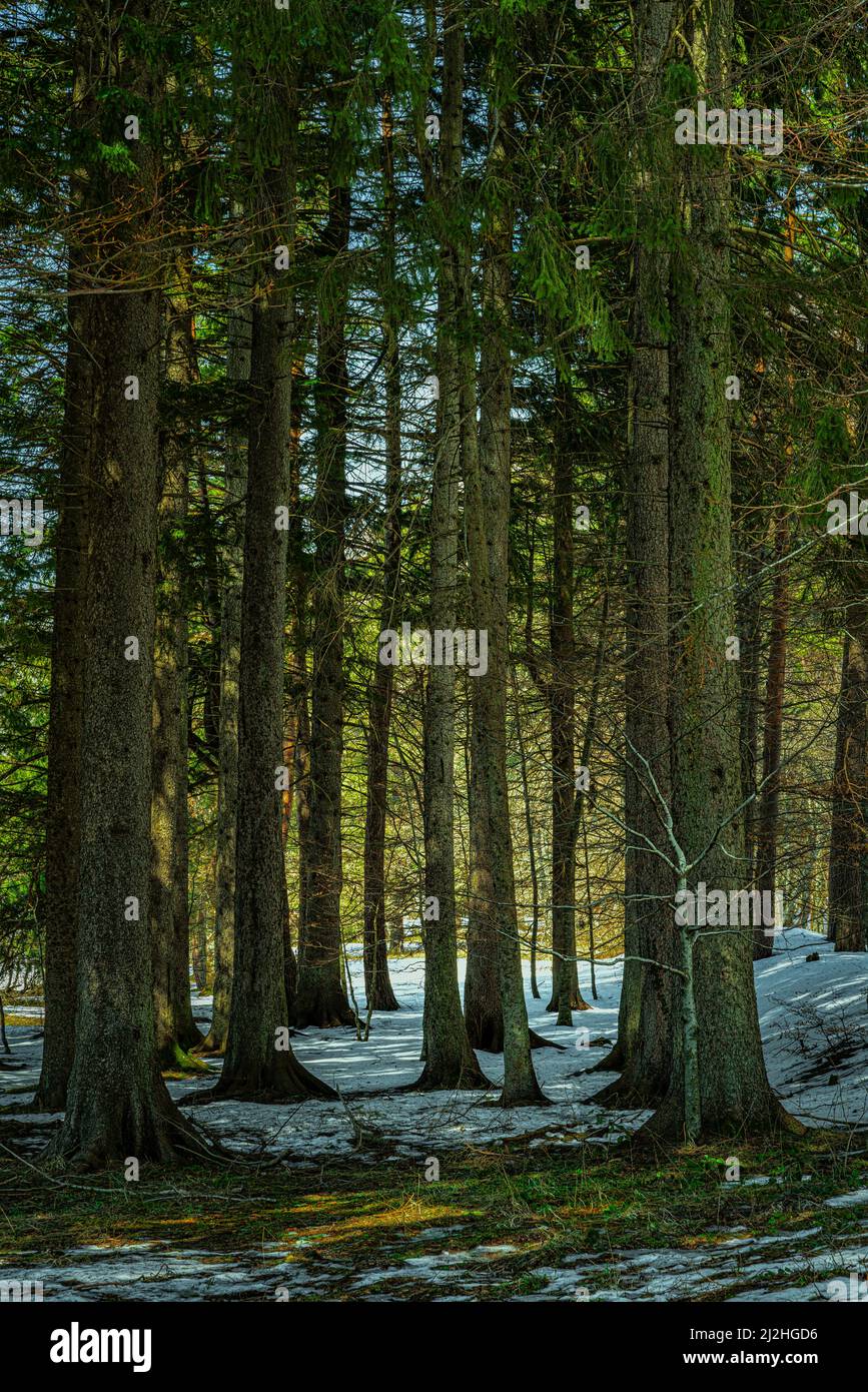 Fir forest in the mountains with the ground still covered with snow. Maiella National Park, Abruzzo, Italy, Europe Stock Photo