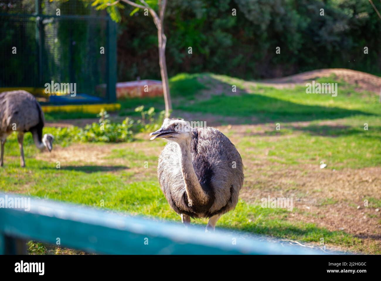 huge black ostriches live in the zoo Stock Photo