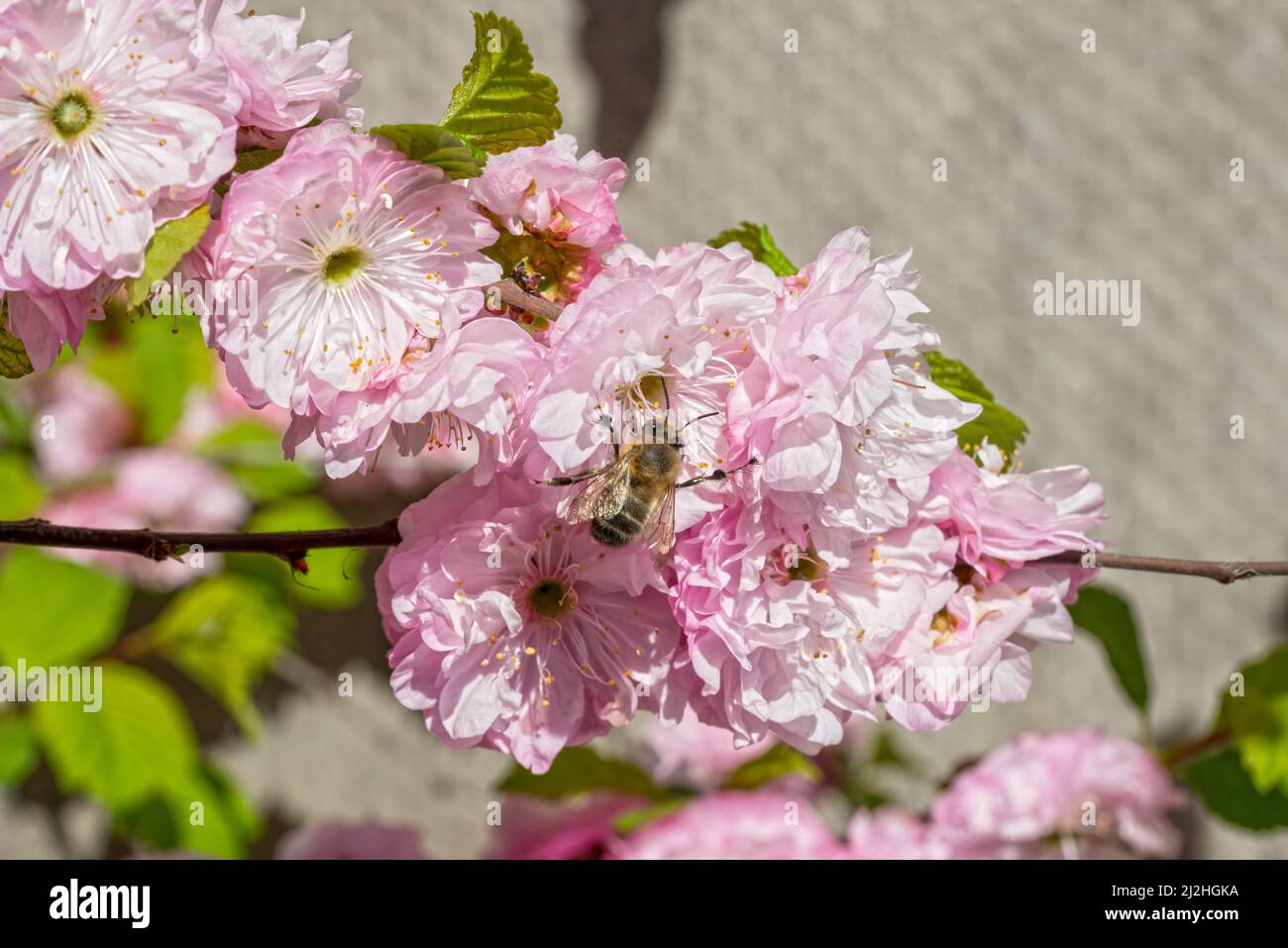 The bees are drinking nectar from the pink Prunus triloba flowers. Stock Photo