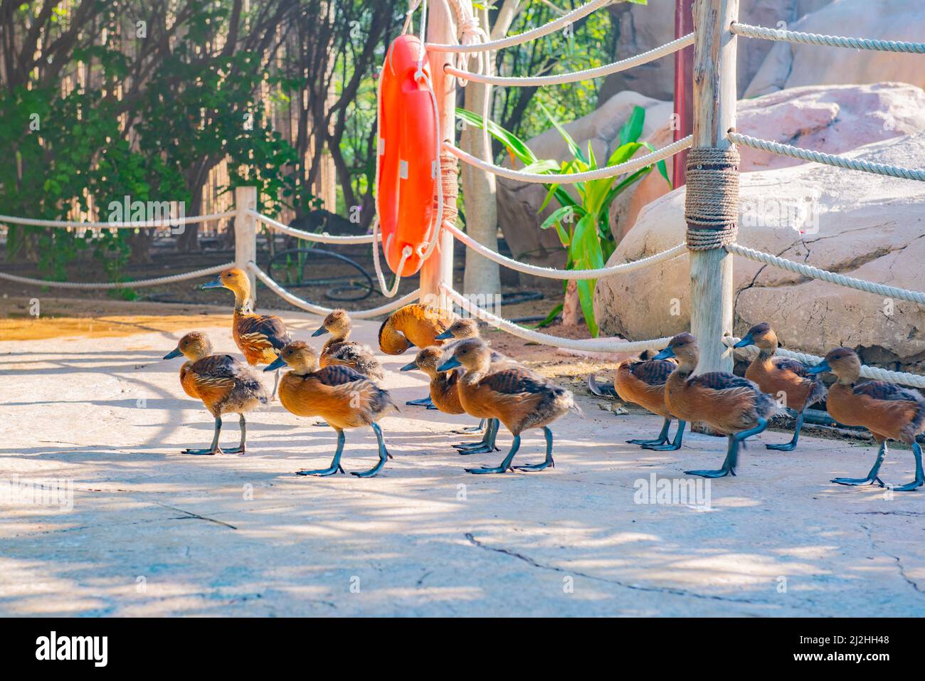 birds of medium and small sizes with a relatively short neck and tarsus ...