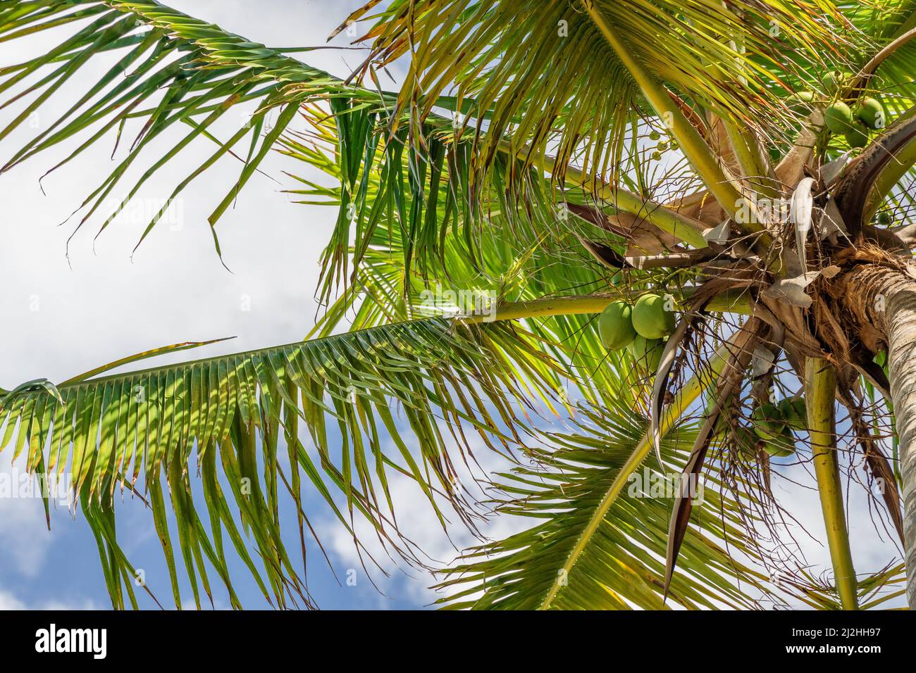 A view of fresh coconuts hanging on palm tree Punta Cana Dominican Republic Stock Photo Alamy