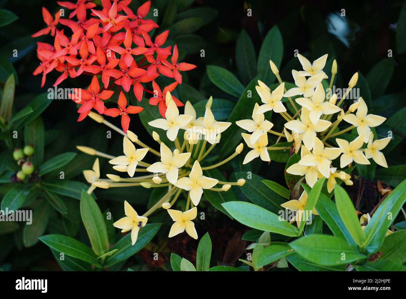 West Indian jasmine (also called ixora, jungle flame, jungle geranium, cruz de Malta) with a natural background Stock Photo