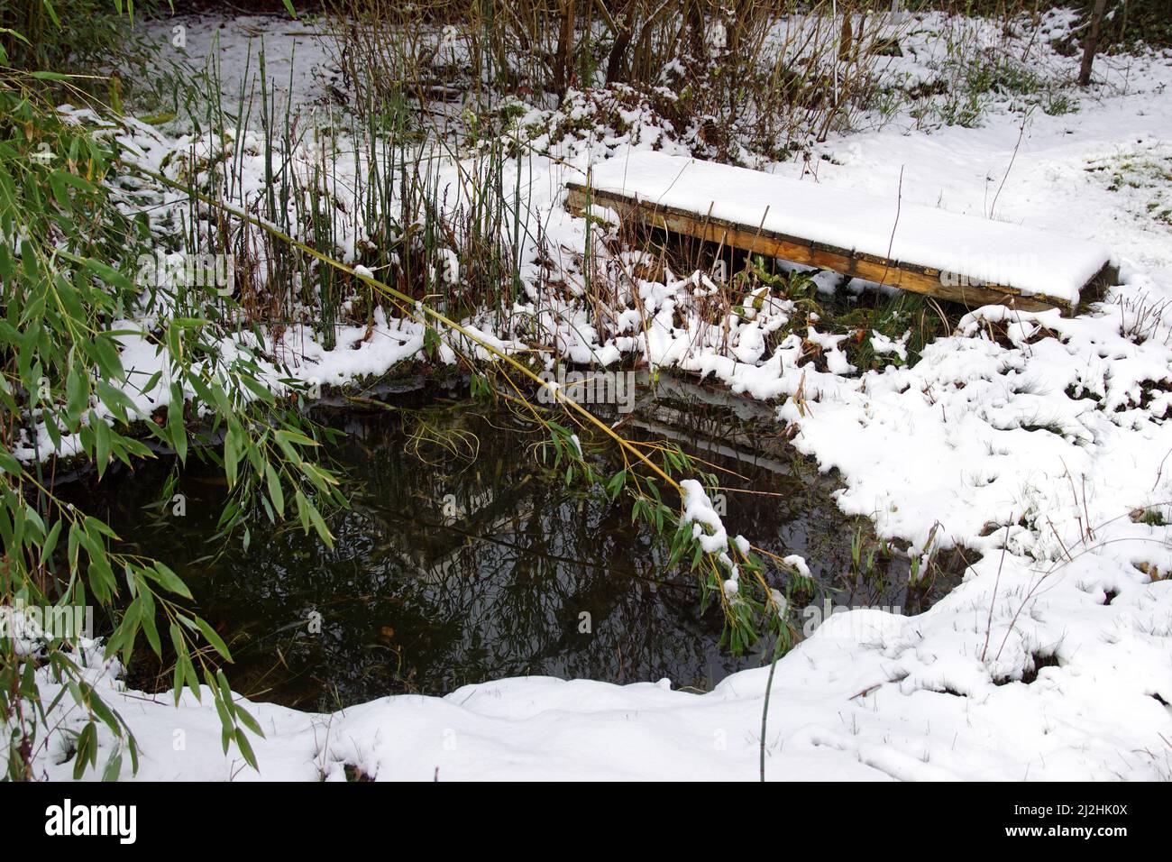 Bamboo in the snow at a pond in a Dutch garden. Bamboo stems bent through the snow. Wooden bridge, Small horsetail. Stock Photo