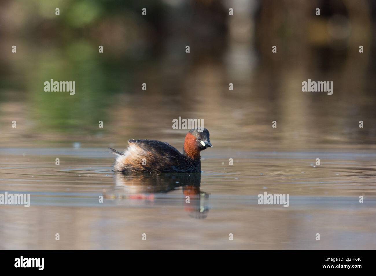 little grebe (tachybaptus ruficollis) swimming in water in sunlight Stock Photo