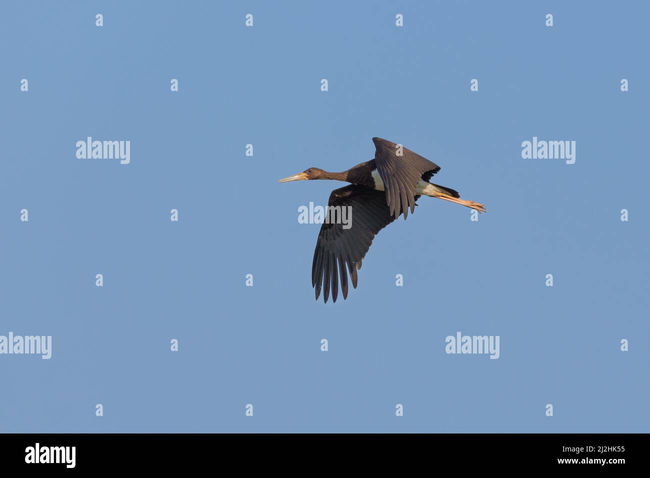 one black stork (ciconia nigra) in flight in blue sky in sunlight Stock Photo