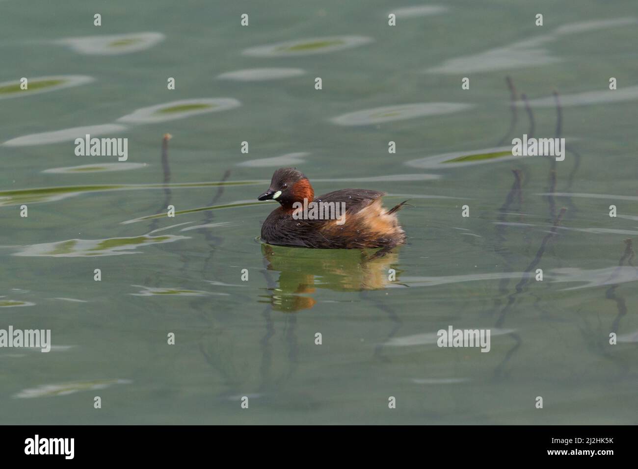 little grebe (tachybaptus ruficollis) swimming in green water with reed Stock Photo