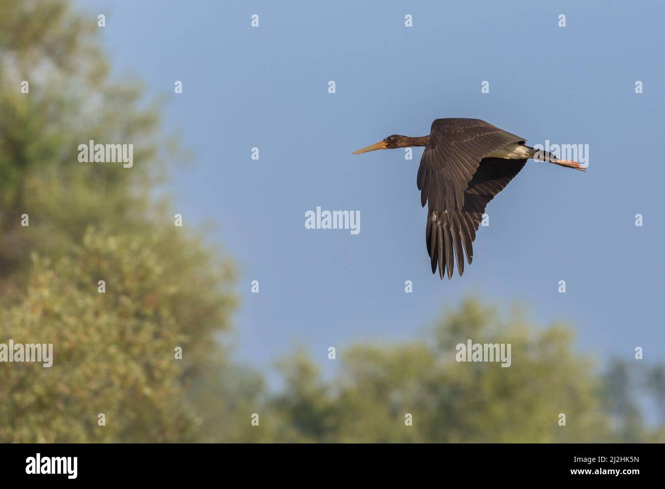 one black stork (ciconia nigra) flying in blue sky and green trees Stock Photo