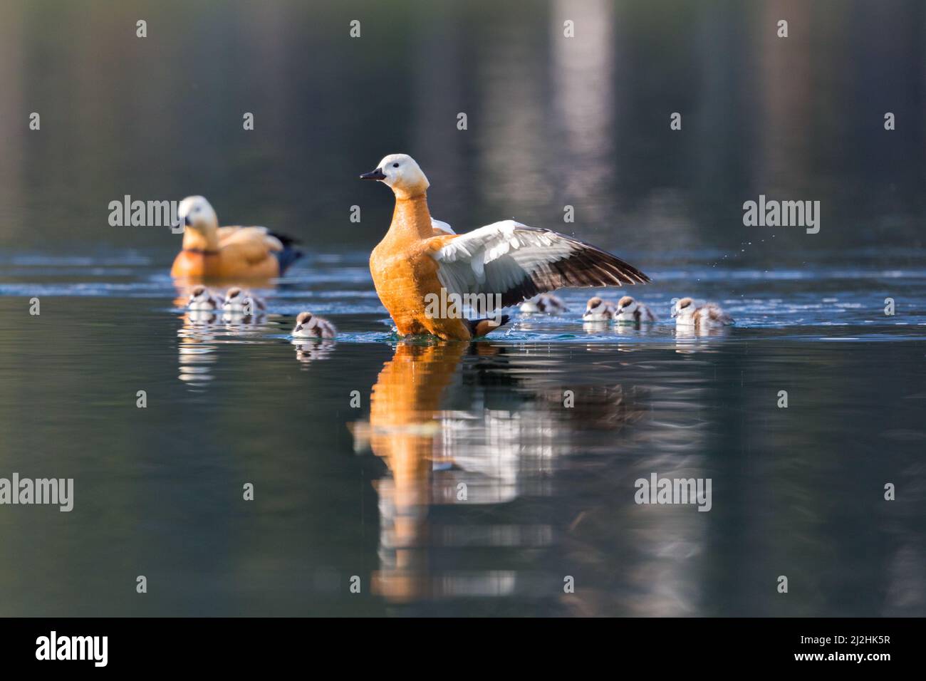 ruddy shelduck familiy with ducklings (tadorna ferruginea) swimming in water Stock Photo