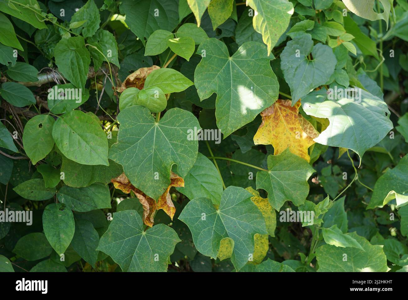 Jatropha curcas (Also called jarak pagar, physic nut, Barbados nut, poison nut, bubble bush) leaves. Indonesian use the latex to stop bleeding Stock Photo