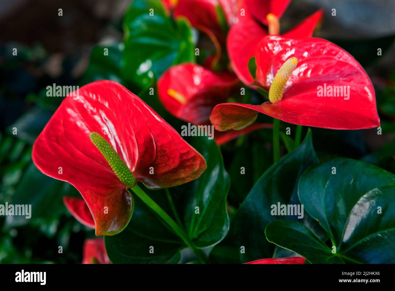 Anthurium plant Denver Botanic Gardens H Stock Photo Alamy