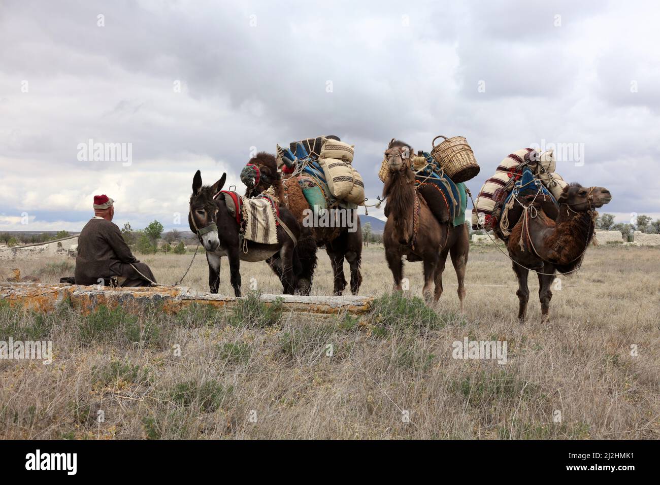 A beautiful camel used to carry loads Stock Photo Alamy