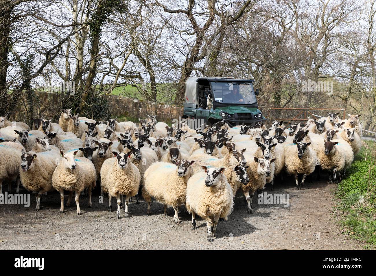 Farmer and his dog in a cross country vehicle, herding sheep along a