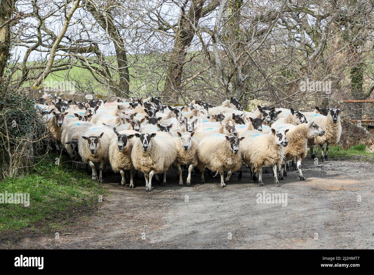 Herd of sheep walking along a country road, Ayrshire, Scotland Stock Photo