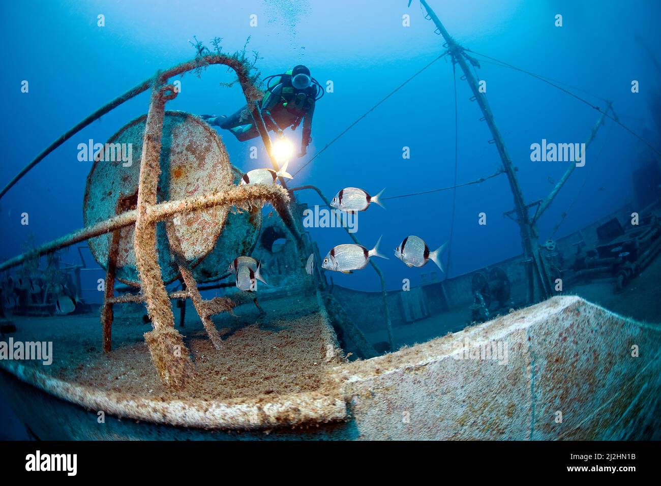 Scuba diver and Two-banded sea breams (Diplodus vulgaris) at shipwreck Navy ship Pinar I, TCGY111, Bodrum, Aegaeis, Turkey, Mediteranean sea Stock Photo