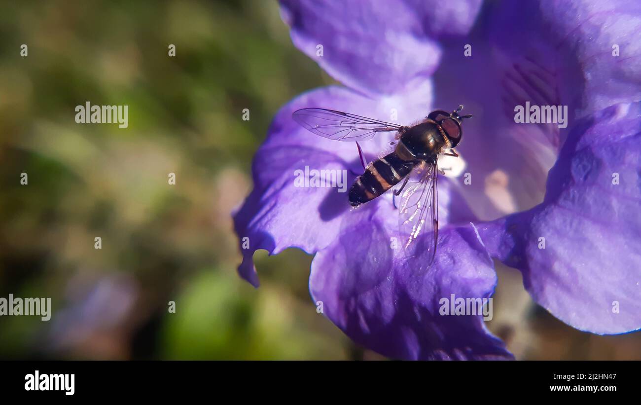 Gorgeous hover fly on velvet flower Stock Photo