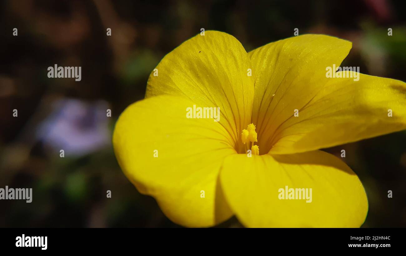 Close up of beautiful yellow flower. Reinwardtia indica, yellow  Himalayan  Flax flower. Stock Photo
