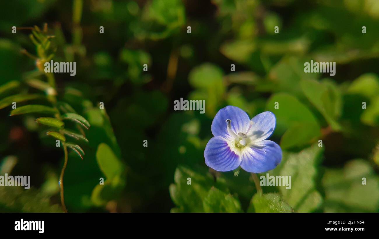 Close up of  small flower. (Veronica Arvensis) Corn Speedwell. Common Speedwell. Stock Photo