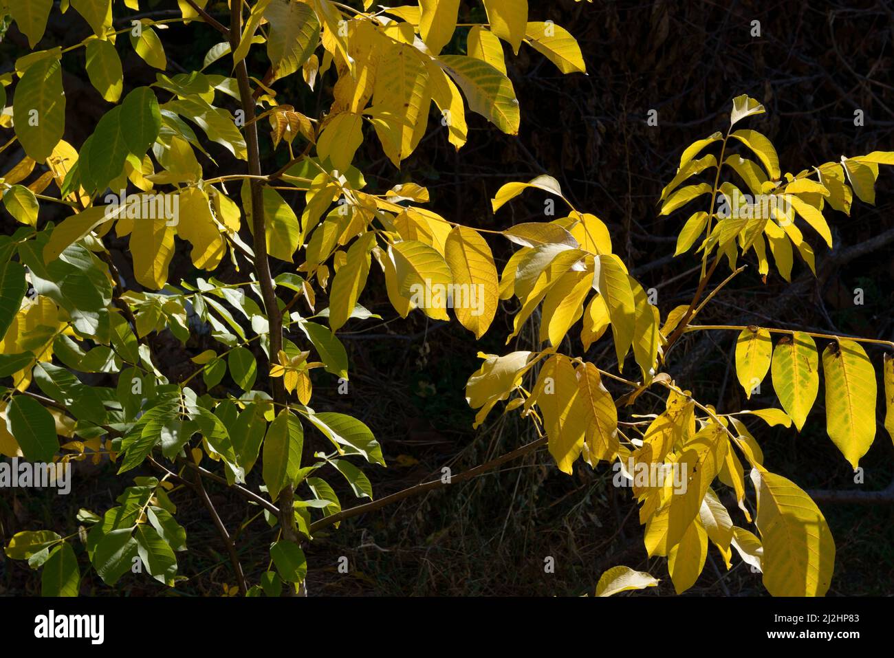 Close-up yellow and green leaves on branchlets of young walnut-tree in backlit of autumn sunlight. Stock Photo