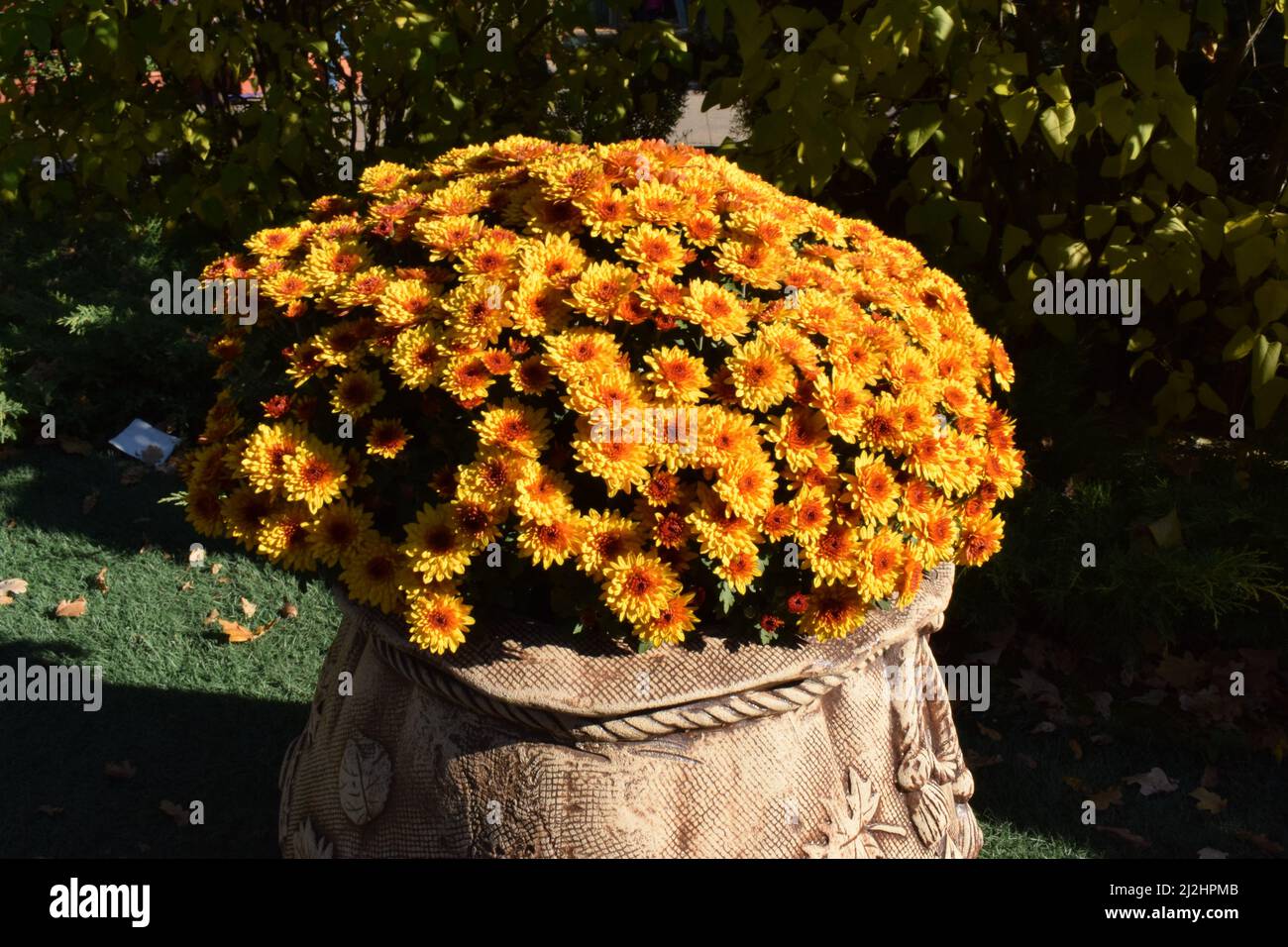 Yellow flowerbed from beautiful chrysanthemums at autumn dayYellow flowerbed from beautiful chrysanthemums at autumn day Stock Photo