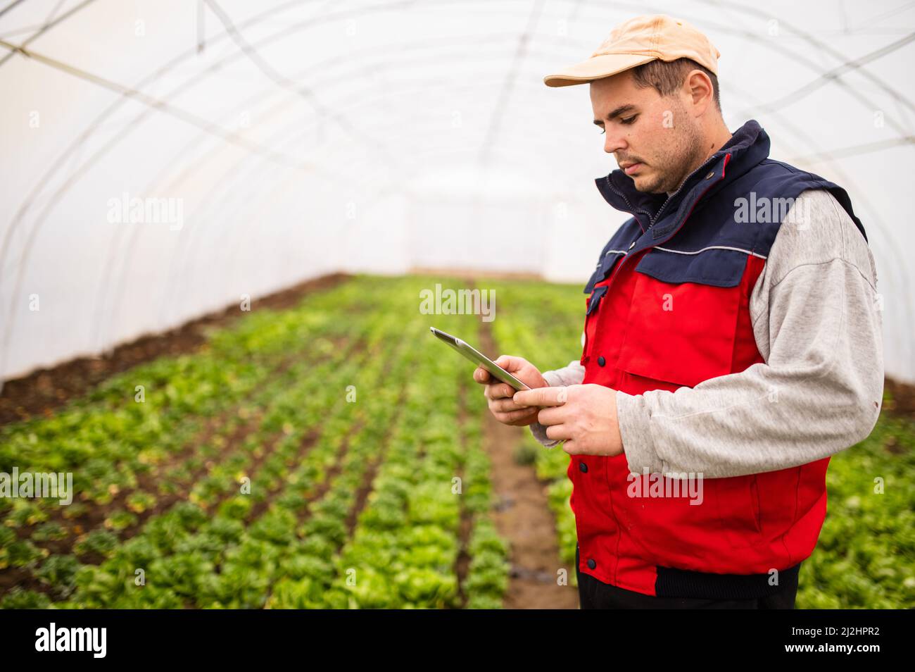 Man worker researches salad plants with tablet in hand. Modern greenhouse Stock Photo